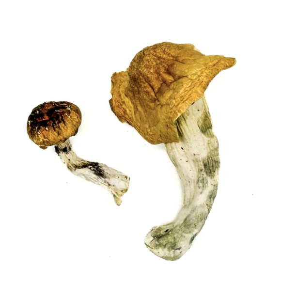 Texas Orange Cap Magic Mushrooms
